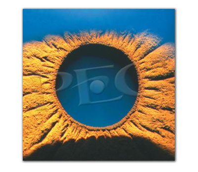 Eyeland Collection Poster Sunflower