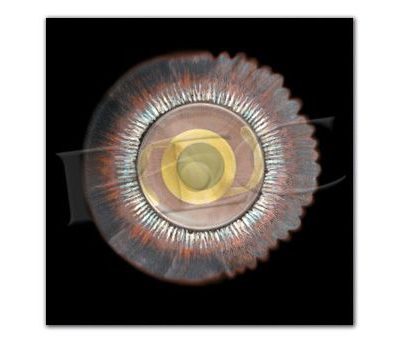 Eyeland Collection Poster Natural Eye